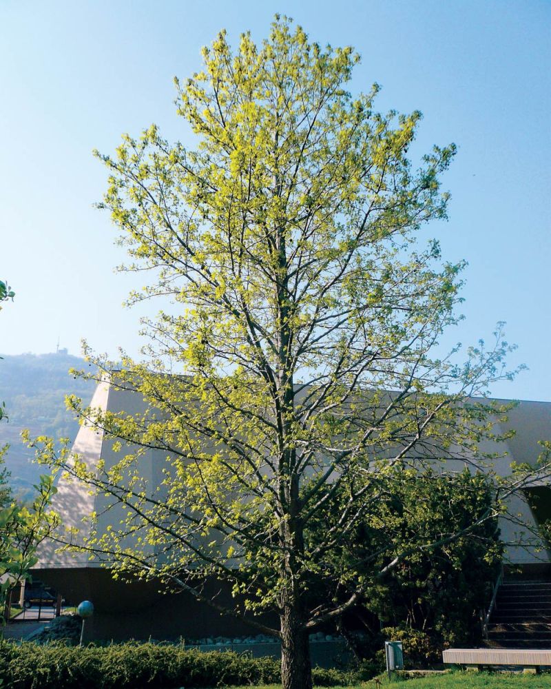 fondation-leonard-logo-mecenat-blanc-fondation-pierre-gianadda-leonard-concerts-expositions-festivals-visites-musees-peintures-sculptures-billetterie-martigny-valais-suisse